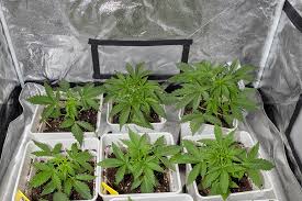 Discovering the World of Weed Seeds Ohio Discovering the World of Weed Seeds Ohio