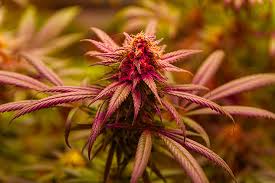 Discovering the World of Weed Seeds Ohio Discovering the World of Weed Seeds Ohio